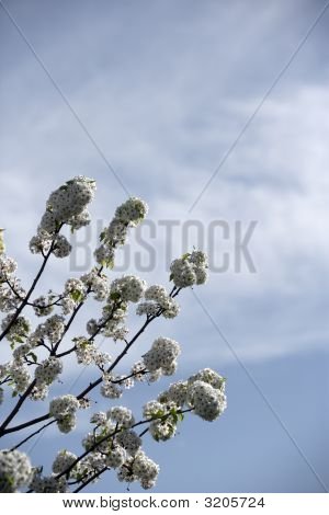 Fioritura albero sfondo