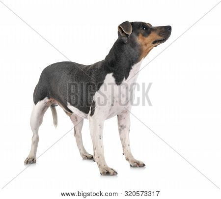 Brazilian Terrier In Front Of White Background