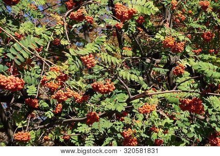 Green Foliage And Orange Berries Of Rowan In Mid October