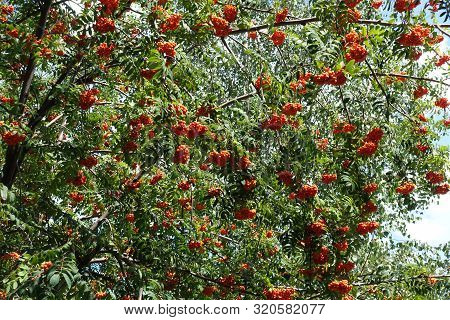 Leafage And Orange Berries Of Sorbus Aucuparia Tree