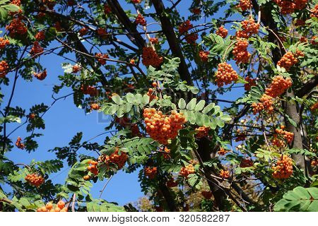 Little Orange Berries On Branches Of Rowan Against Blue Sky