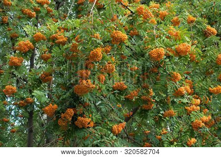 Lots Of Berries On Branches Of Sorbus Aucuparia Tree