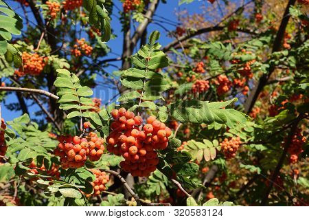 Mature Fruits Of Rowan Against Blue Sky In October