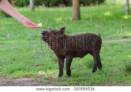 Girl Feeds A Little Pig. In A Green Meadow. The Concept Of Sustainability, Love Of Nature, Respect F