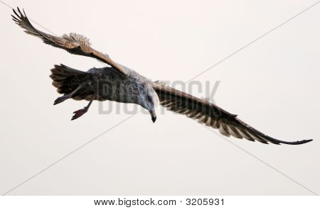 Gaivota voando