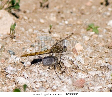 Descansando Dragon-Fly