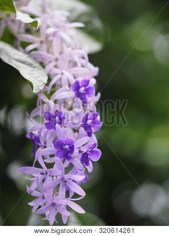 Sandpaper Vine. Purple Wreath. Flower Bunch Purple Bouquet Of Five Petals, Like A Five Pointed Petal