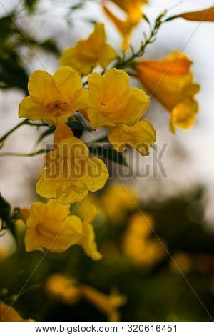 Yellow Elder, Trumpetbush, Trumpetflower, Yellow Trumpet-flower, Yellow Trumpetbush