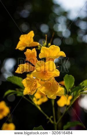 Yellow Elder, Trumpetbush, Trumpetflower, Yellow Trumpet-flower, Yellow Trumpetbush