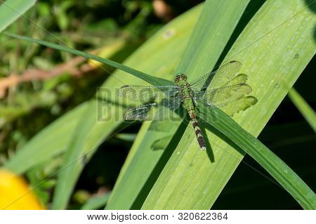 Erythemis Simplicicollis, The Eastern Pondhawk, Also Known As The Common Pondhawk Sits In A Garden O