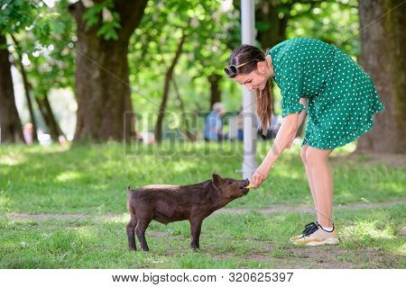 Girl Feeds A Little Pig. In A Green Meadow. The Concept Of Sustainability, Love Of Nature, Respect F