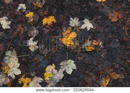 Vibrant Fall Leaves On The Brown Forest Floor