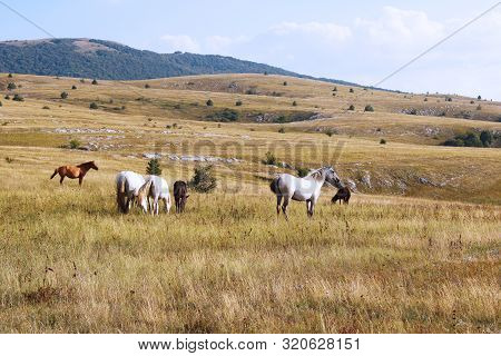 Herd Of Wild Horses Grazed On A Field In The Mountains Of Crimea