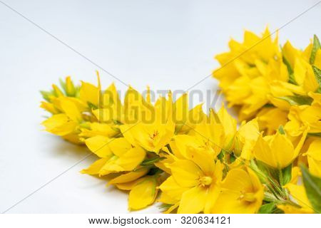 Flowers Of Yellow Moneywort, Lysimachia Nummularia Close Up On Grey Background