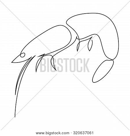 Shrimp Illustration Drawn By One Line. Minimalist Style Vector Illustration