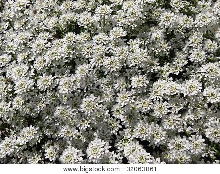 Iberis sempervirens