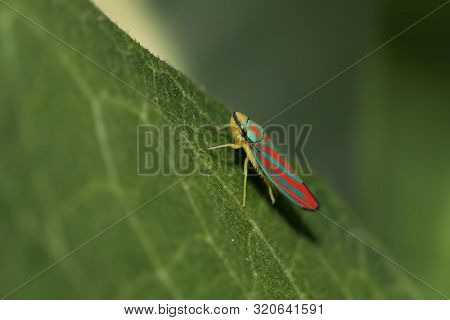 Close up shot of beautiful colorful leaf hopper