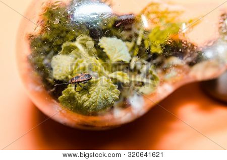 Terarrium Plant With Insects In Light Bulb. Close Up Of Mini Garden In Glass With  Bedbug Soldiers L
