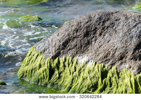 Sea Tidal Bore. Waves Break On Stones Overgrown By Moss And Algae. Beautiful Seascape.