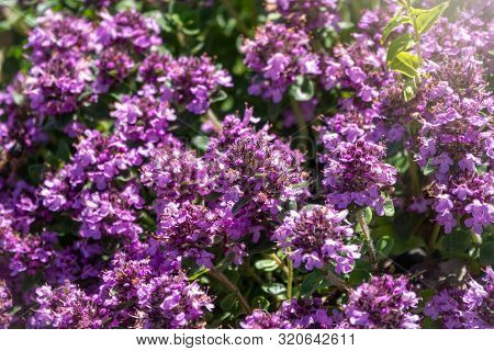 Little Purple Mountain Flowers Alyssum. Background Of Pink Alissum Flowers