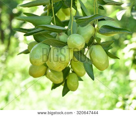 Jujube Jojoba Plant Tree