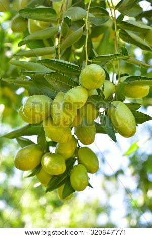 Jujube Jojoba Plant Tree