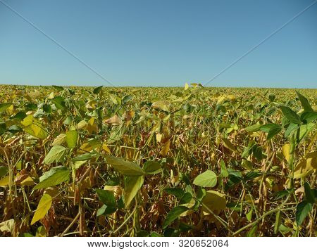 Rapeseed Grows Under A Beautiful Blue Sky.