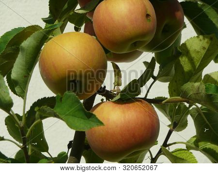 Apples Ripened By The End Of Summer.