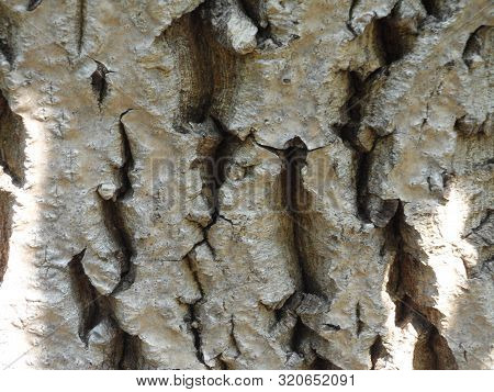 background beautiful light walnut bark at close range.