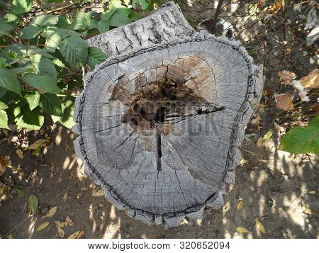 The Old Nut Stump Began To Deteriorate Right In The Center.