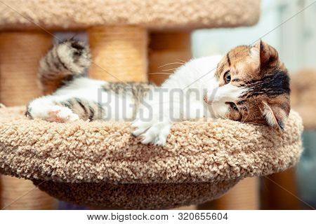Outbred Kitten Lies Basking On A Cat Bed.
