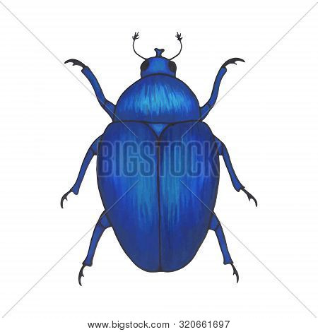Bug Blue. Hand Drawn Insect Illustration, Detailed Art. Isolated Bug On White Background