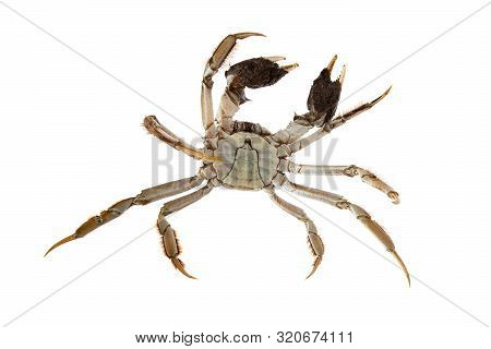 Chinese Crab Isolated On A White Background
