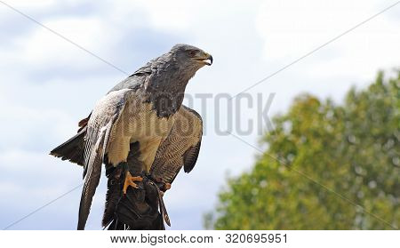 Bird Of Prey Aguja
