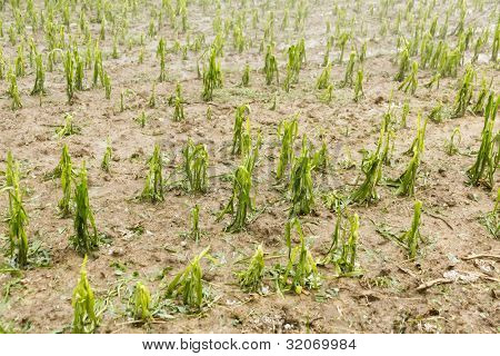 Grêle endommagé domaine agricole - météo-tempête