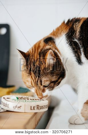 Paris, France - Jun 3, 2013: Cute Catepreparing To Taste Delicious French Le Rustique Cheese