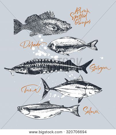 Three Delicates Fish. Tuna, Salmon, Brown Spotted Grouper, Sturgeon, Dorado. Hand Drawn With Brush A