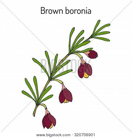 Brown Boronia B. Megastigma , Medicinal Plant. Hand Drawn Botanical Vector Illustration