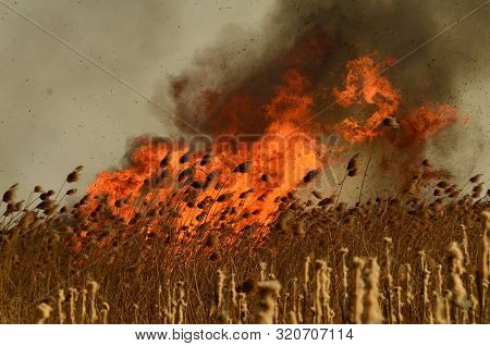 Coastal Zone Of Marsh Creek, Strong Smoke From Fire Of Liana Overgrowth. Spring Fires Of Dry Reeds D