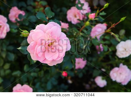 Beautiful Pink Roses Bonica In The Garden