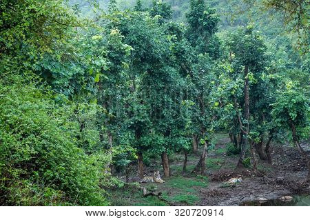 Mating Pair Of Wild Bengal Tigers Resting In Nature Abode Just After Rain On A Scenic Location At Ra