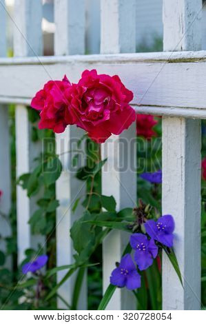 Flowers In White Pickett Fence