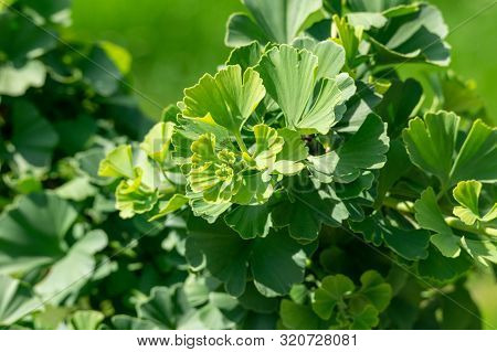 Ginkgo Or Maidenhair Tree