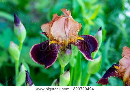 Dark Blooming Irises Xiphium (bulbous Iris, Sibirica) On Green Leaves Ang Grass Background In The Ga