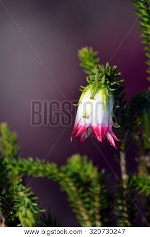 Bell Shaped Australian Native Wildflower Darwinia Meeboldii, Family Myrtaceae. Common Name Is The Cr