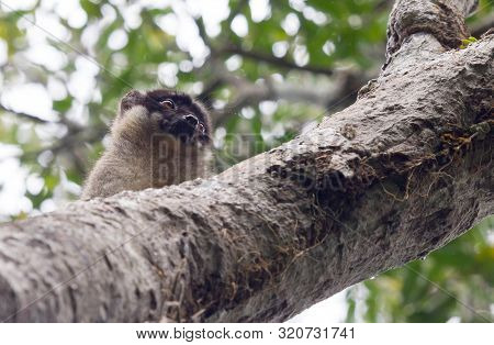 Wet Common Brown Lemur (eulemur Fulvus Fulvus)