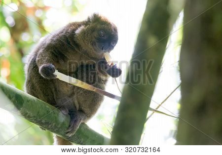 Common Brown Lemur (eulemur Fulvus Fulvus)