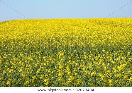 春季油菜的字段 D，瓦兹瓦尔