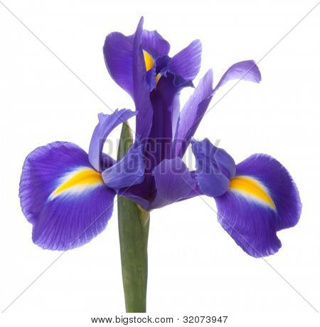Blå iris eller blueflag blomst isoleret på hvid baggrund