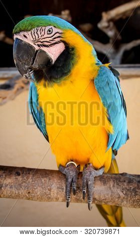 Portrait Or View Of A Macaw, Papagai